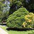 Cryptomeria j. 'Little Champion'