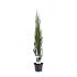 Juniperus s. 'Blue Arrow'