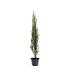 Juniperus s. 'Blue Arrow'