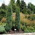 Juniperus s. 'Blue Arrow'