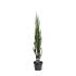 Juniperus s. 'Blue Arrow'