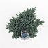 Juniperus squamata 'Blue Star'