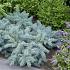 Picea pungens 'Karpaten'