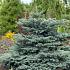 Picea pungens 'Waldbrunn'