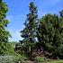 Sequoia sempervirens