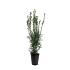 Taxus media 'Hicksii'