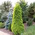 Thuja occ. Golden Smaragd