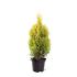 Thuja occ. Golden Smaragd