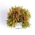 Thuja occ. Golden Smaragd