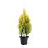 Thuja occ. Golden Smaragd