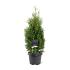 Thuja occ. 'Holmstrup'