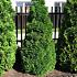 Thuja occ. 'Holmstrup'