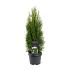 Thuja occ. 'Smaragd'