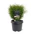 Thuja occ. 'Tiny Tim'