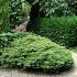 Juniperus comm. 'Repanda'