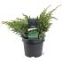 Juniperus squamata 'Blue Swede'