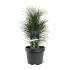 Pinus nigra 'Green Tower'