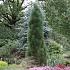 Pinus nigra 'Green Tower'