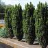 Taxus b. 'Black Tower'