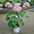 Hydrangea a. Pink Annabelle