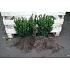 Buxus sempervirens  -Bushes-