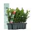 Buxus sempervirens  -Bushes-