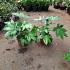 Fatsia japonica