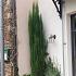 Cupressus semp. 'Totem'